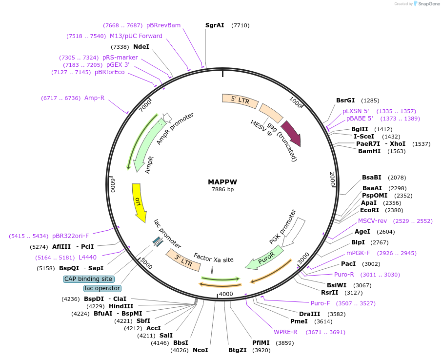 205702-plasmid-map-sequence-id-409379