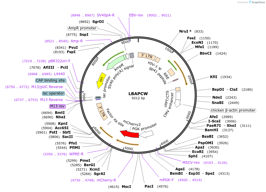 205664-plasmid-map-sequence-id-409390