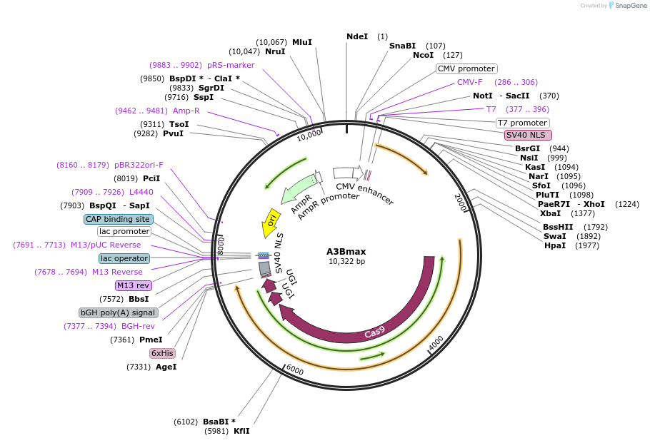 207167-plasmid-map-sequence-id-409392