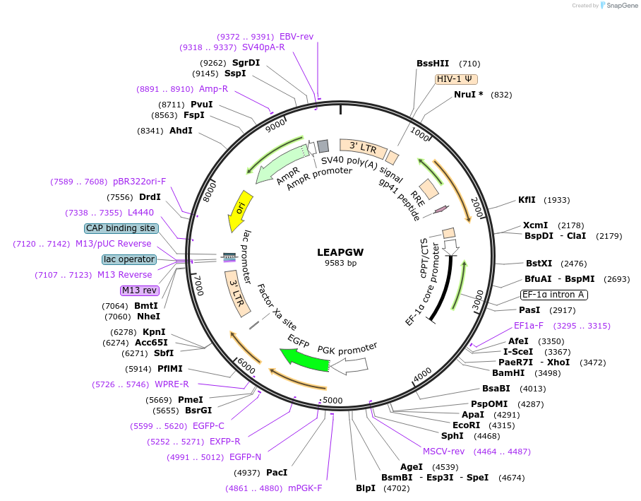205669-plasmid-map-sequence-id-409394