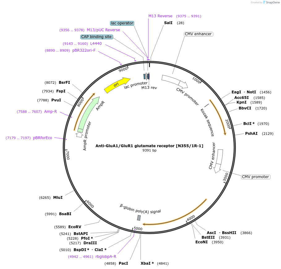 206711-plasmid-map-sequence-id-409395
