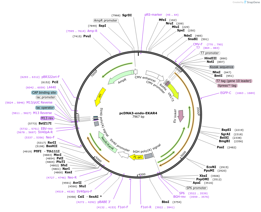 205513-plasmid-map-sequence-id-409396