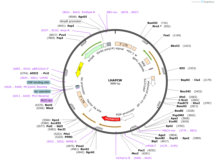 205682-plasmid-map-sequence-id-409399
