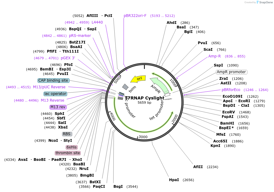 205077-plasmid-map-sequence-id-409401