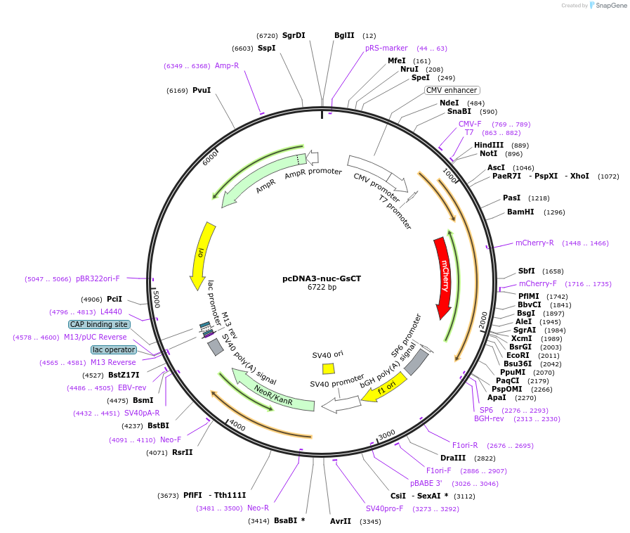 205517-plasmid-map-sequence-id-409404