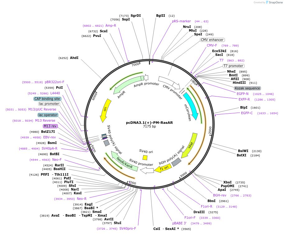 205569-plasmid-map-sequence-id-409406