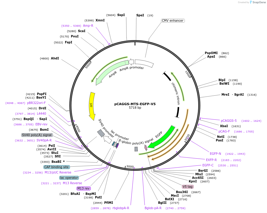 200816-plasmid-map-sequence-id-409411