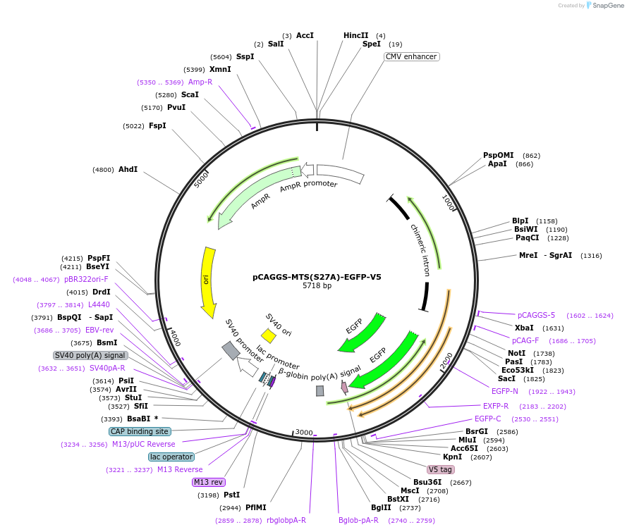 200930-plasmid-map-sequence-id-409412