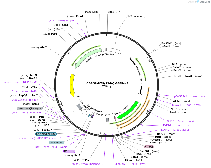 200932-plasmid-map-sequence-id-409413