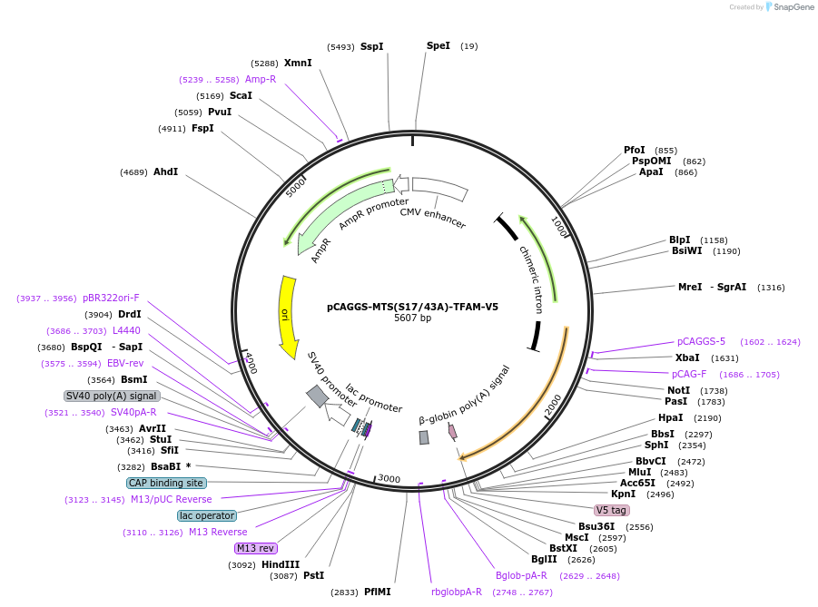 202404-plasmid-map-sequence-id-409414