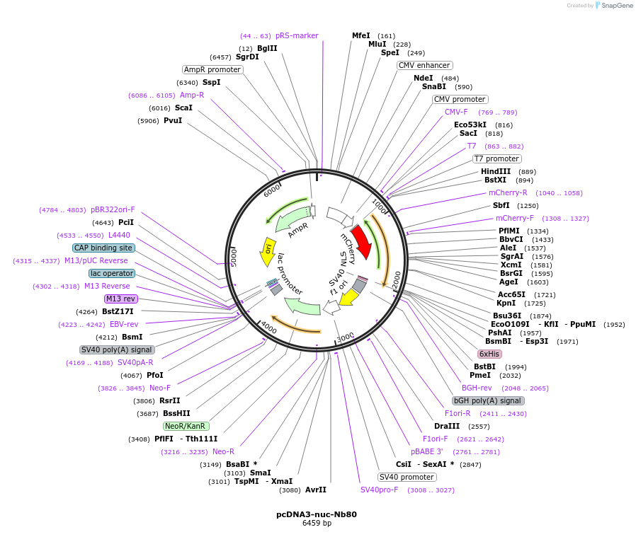 205519-plasmid-map-sequence-id-409422