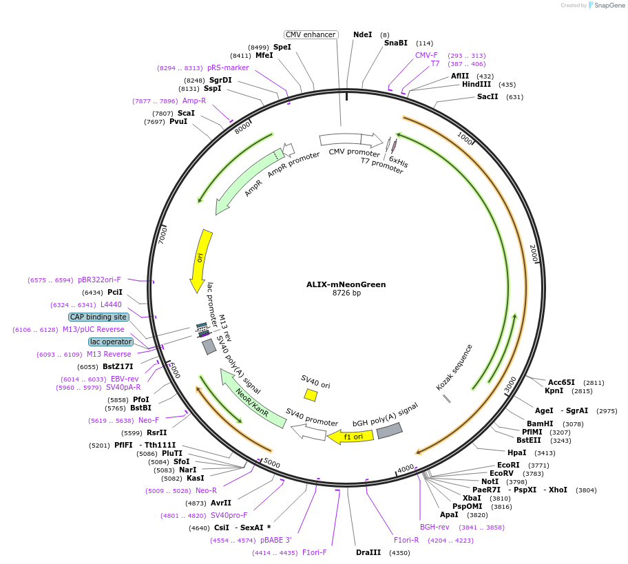 191191-plasmid-map-sequence-id-409426