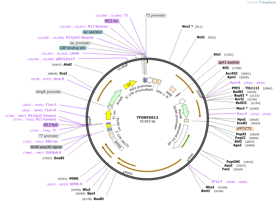 143680-plasmid-map-sequence-id-409427