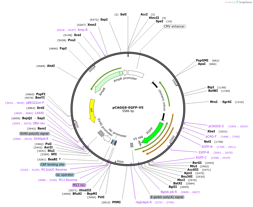 200936-plasmid-map-sequence-id-409428