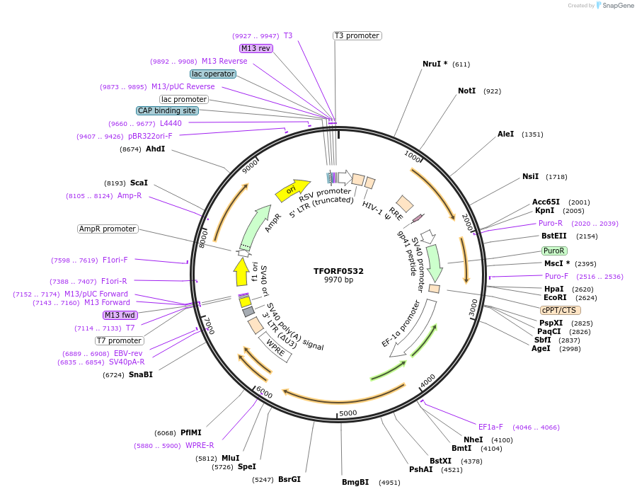 143710-plasmid-map-sequence-id-409430