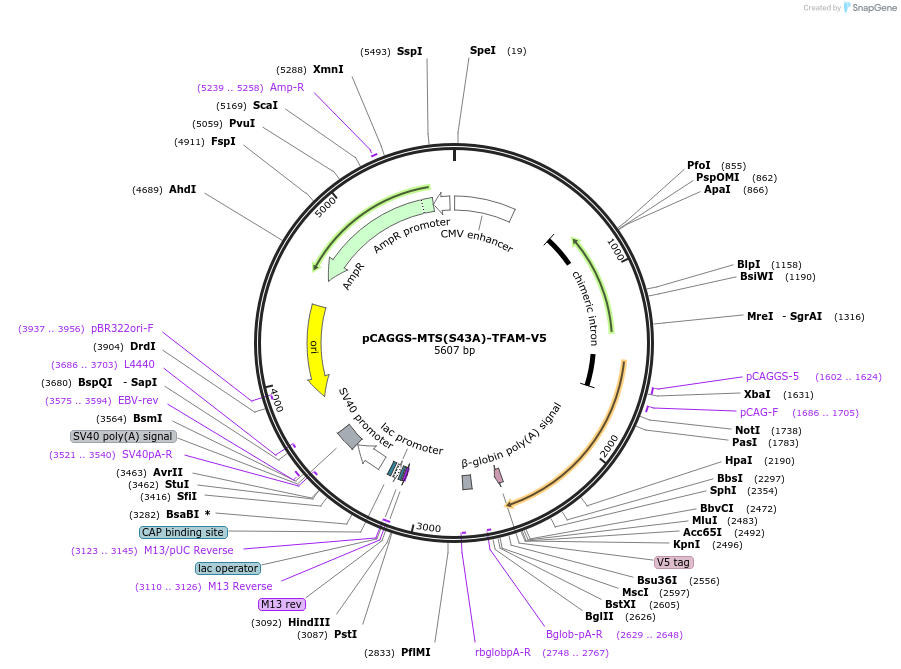 203669-plasmid-map-sequence-id-409431