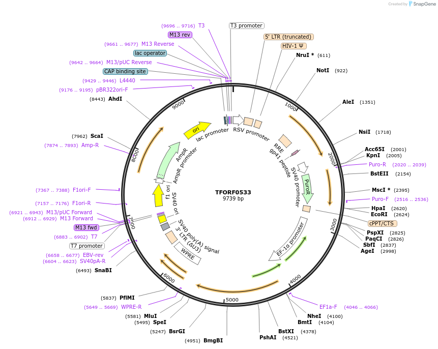143711-plasmid-map-sequence-id-409474