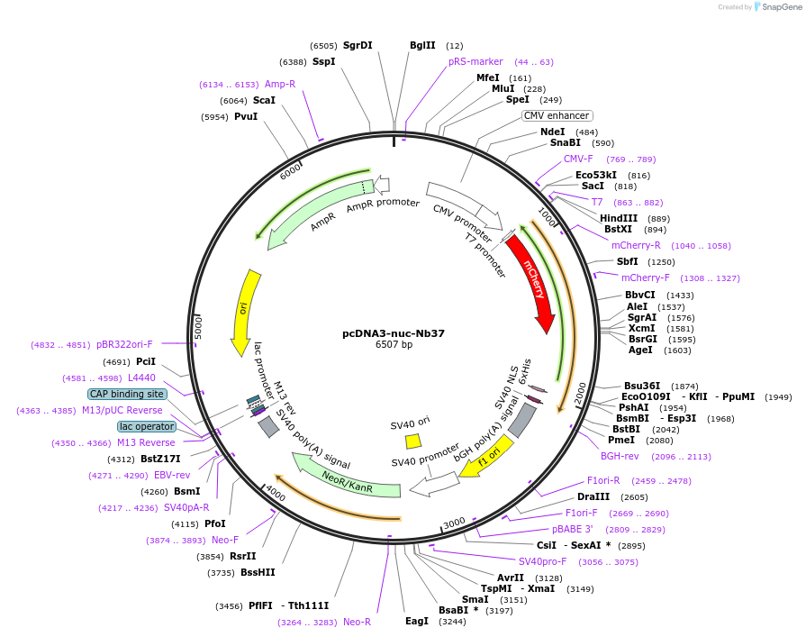 205515-plasmid-map-sequence-id-409490