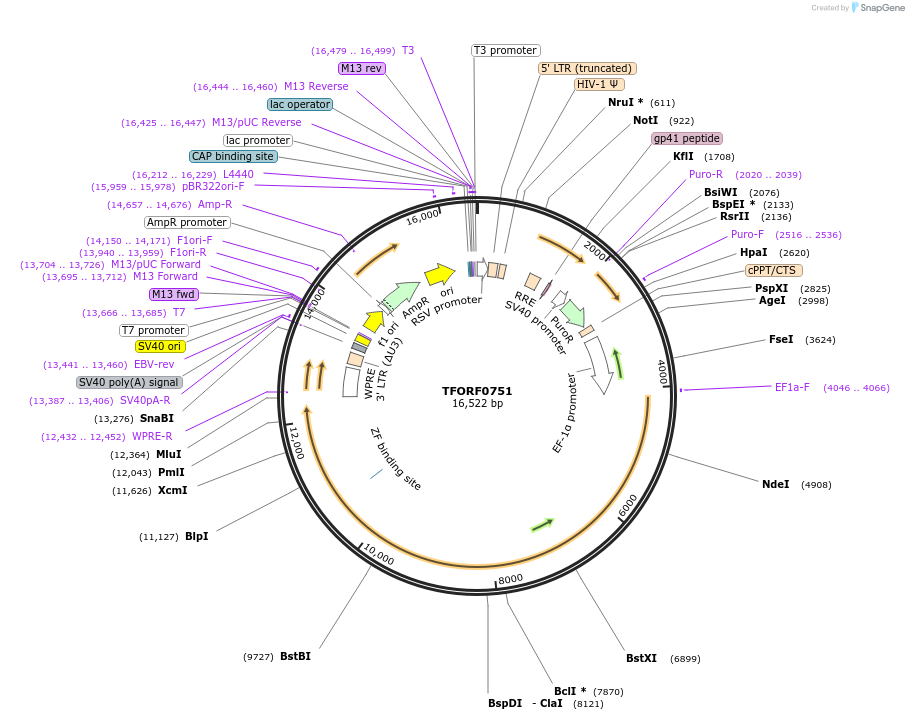 143729-plasmid-map-sequence-id-409502