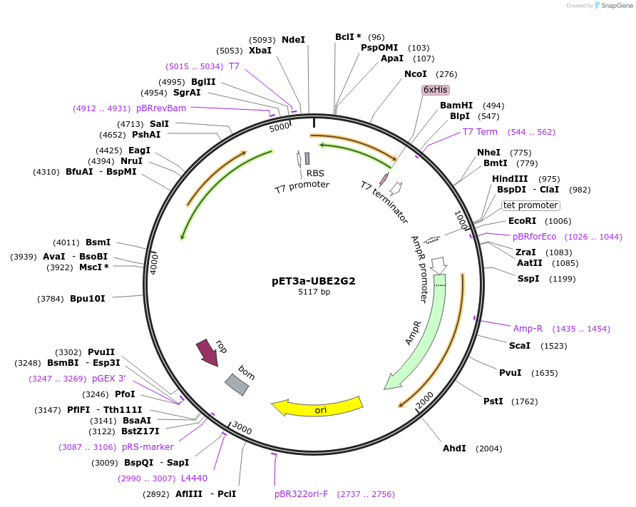 204209-plasmid-map-sequence-id-409504