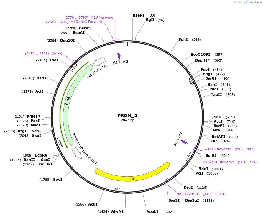 201295-plasmid-map-sequence-id-409509