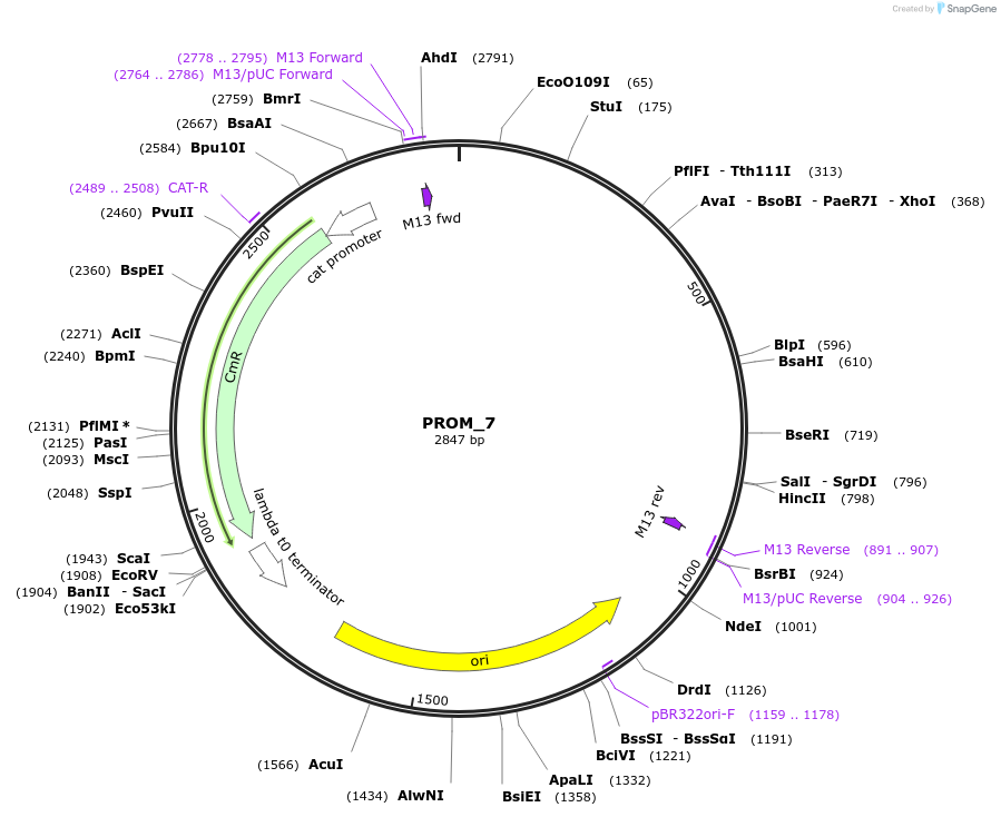 201300-plasmid-map-sequence-id-409511