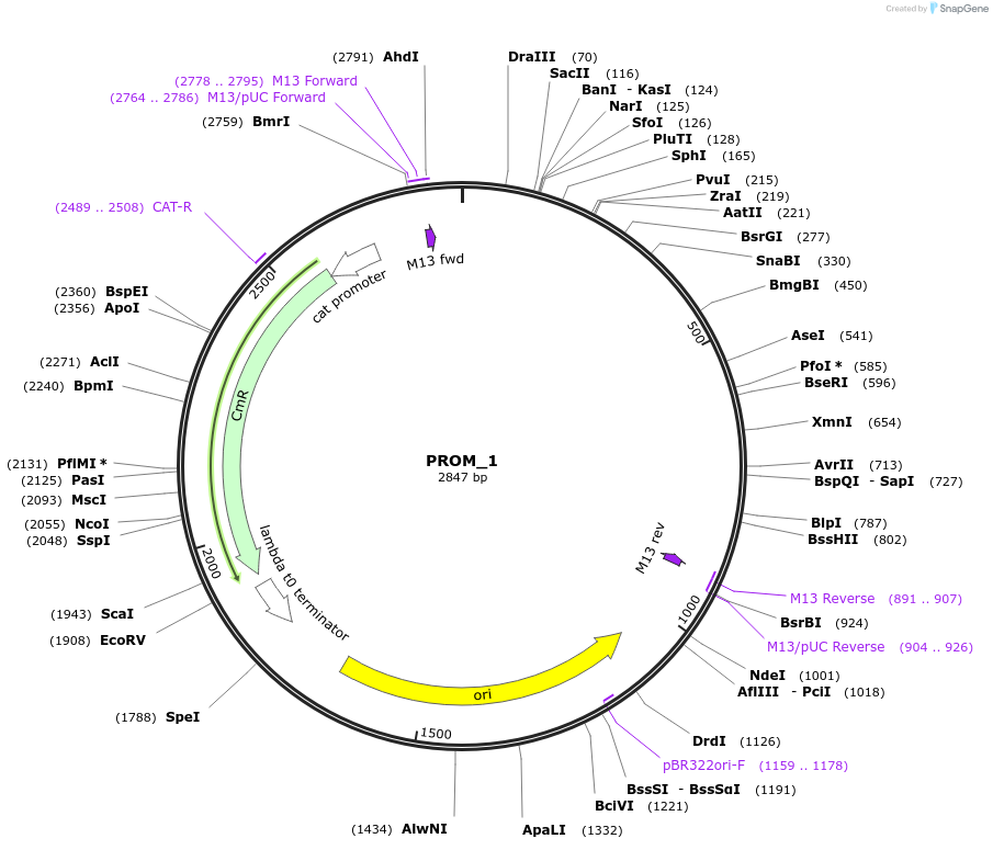 201294-plasmid-map-sequence-id-409512
