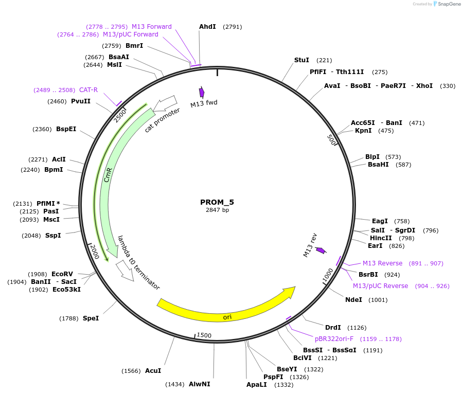 201298-plasmid-map-sequence-id-409513