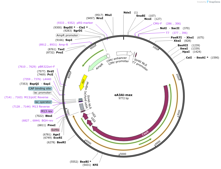207166-plasmid-map-sequence-id-409514