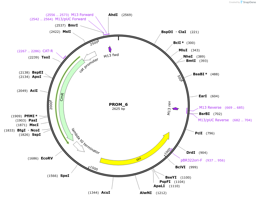 201299-plasmid-map-sequence-id-409515
