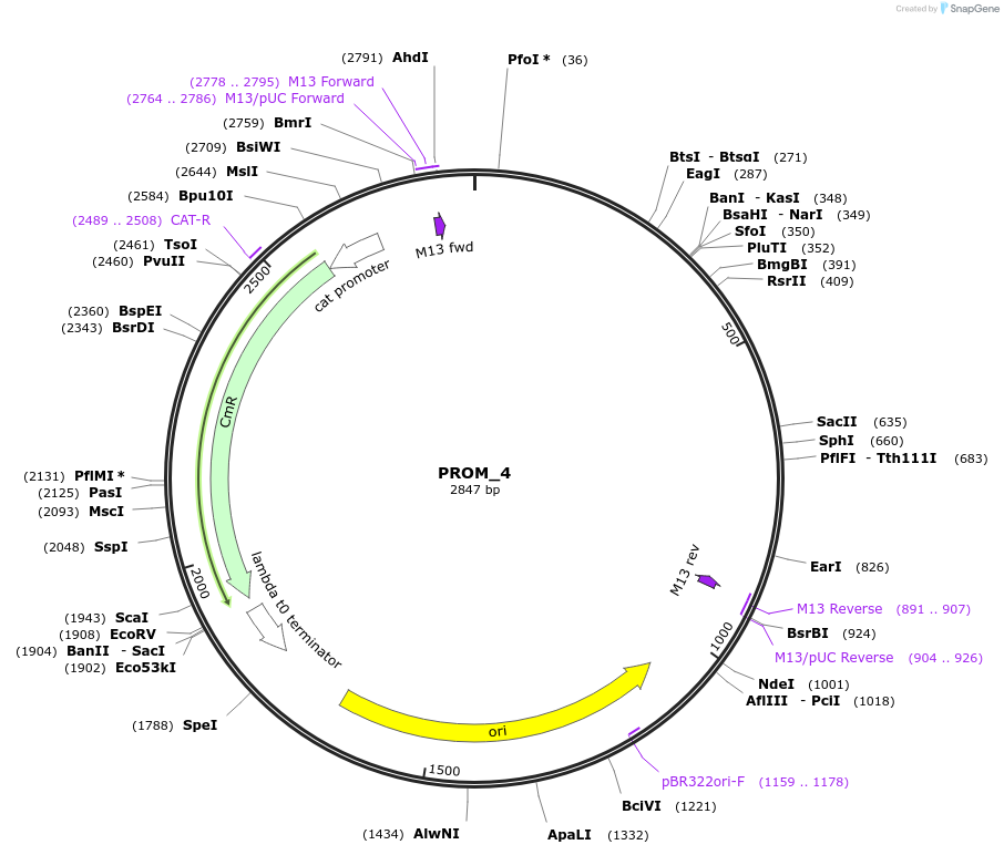 201297-plasmid-map-sequence-id-409516