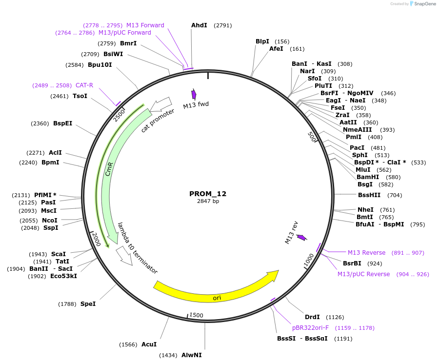 201303-plasmid-map-sequence-id-409517