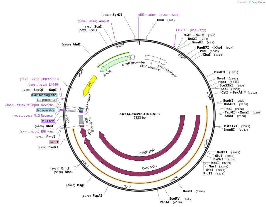 207165-plasmid-map-sequence-id-409520