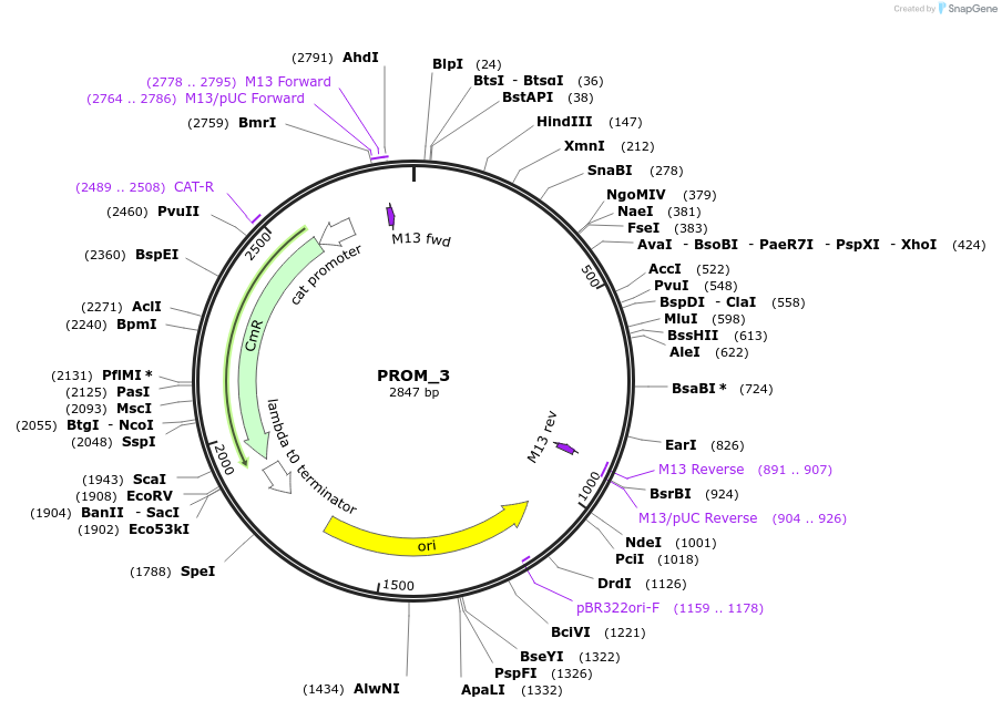 201296-plasmid-map-sequence-id-409521