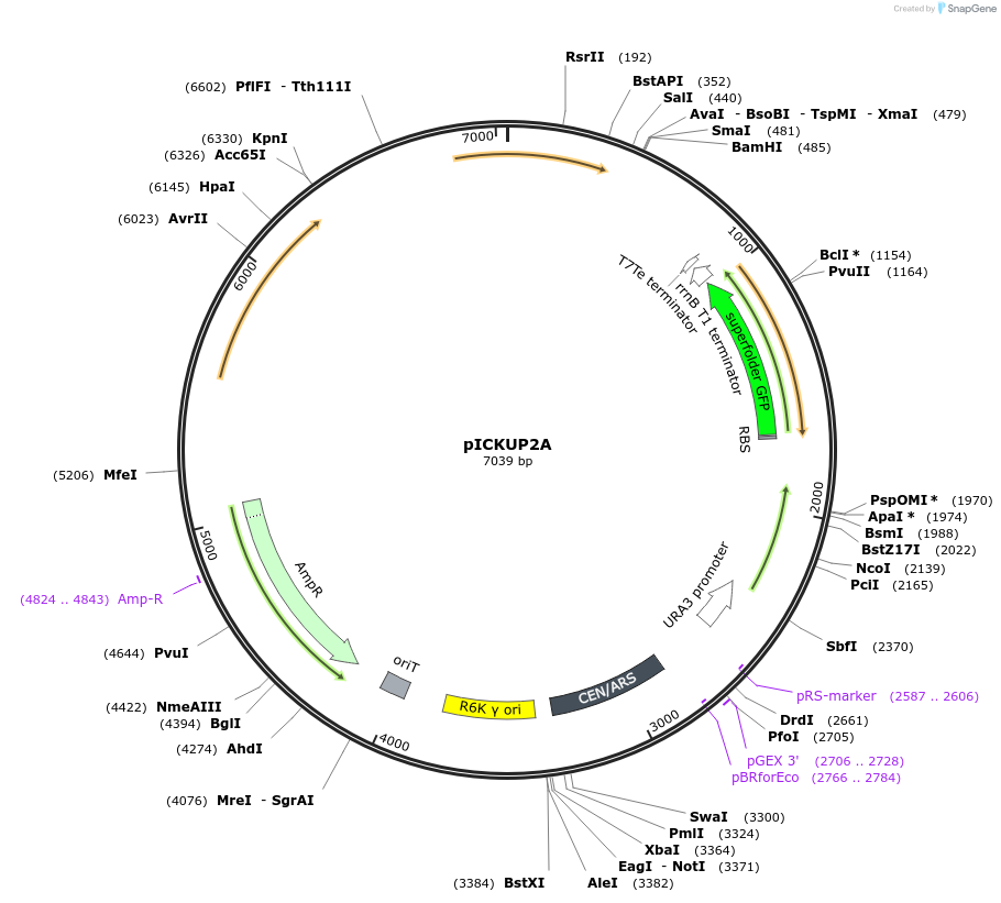 202604-plasmid-map-sequence-id-409537