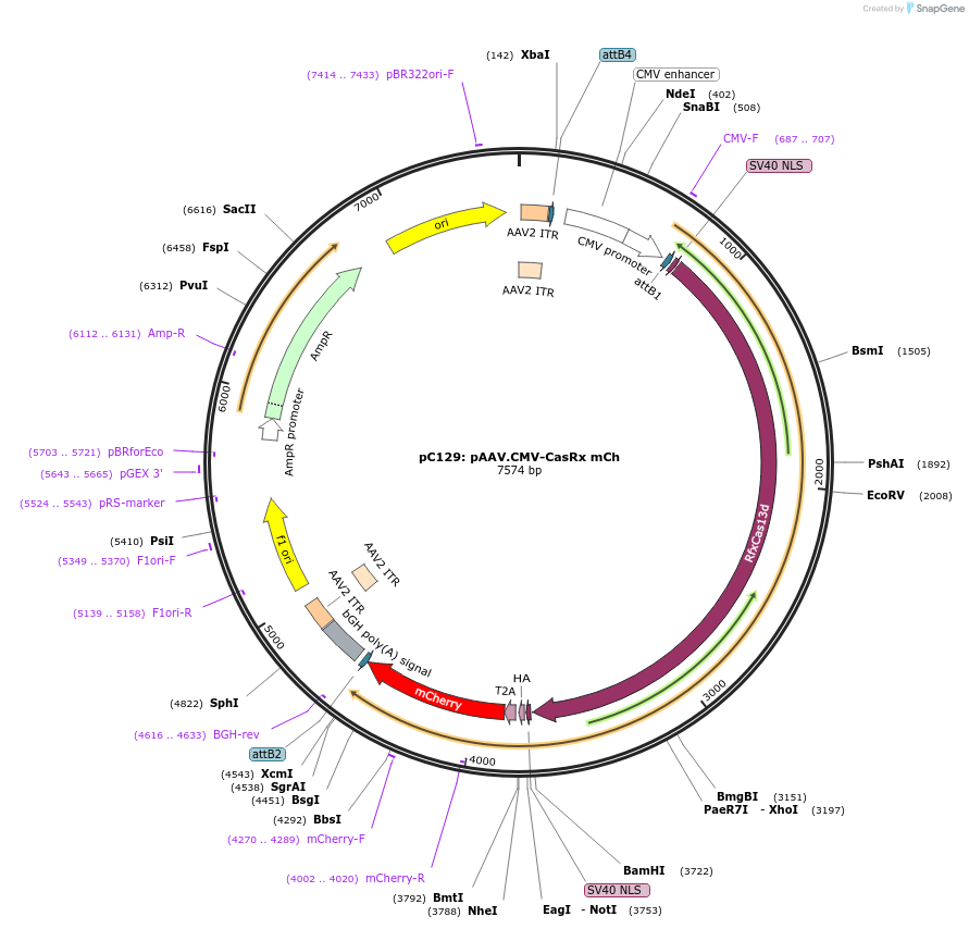 203442-plasmid-map-sequence-id-409551