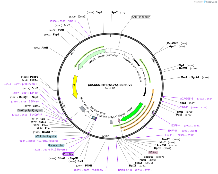 200928-plasmid-map-sequence-id-409553