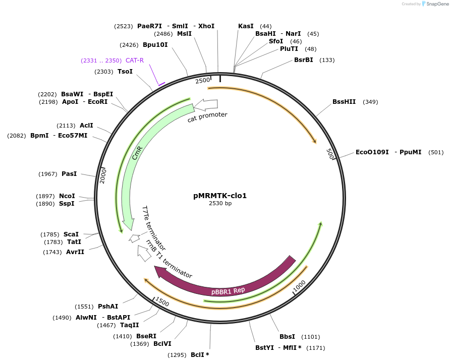 203919-plasmid-map-sequence-id-409557
