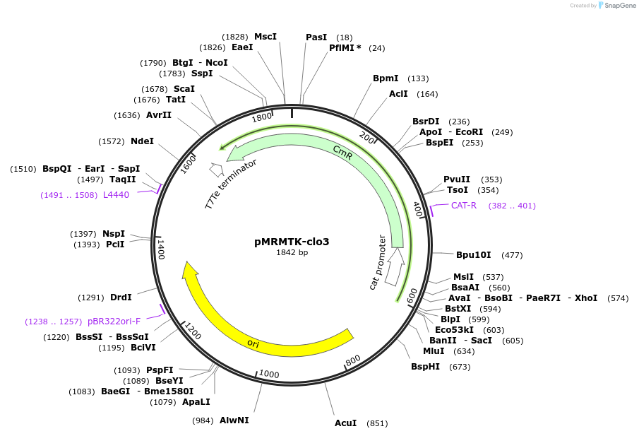 203921-plasmid-map-sequence-id-409560