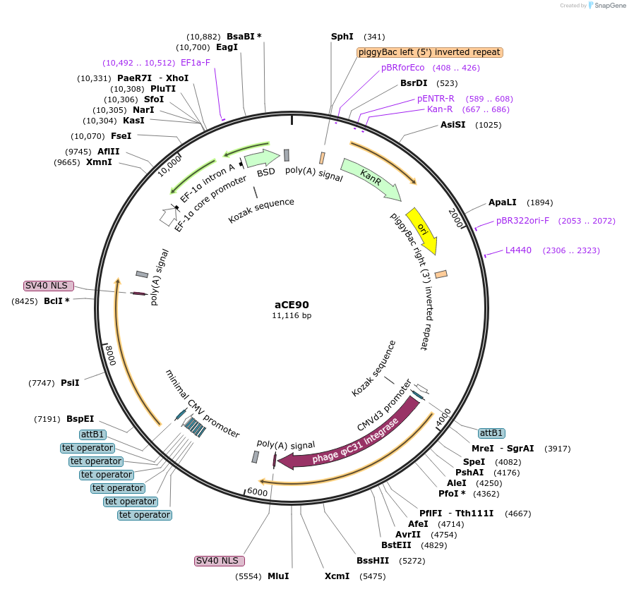 204495-plasmid-map-sequence-id-409571