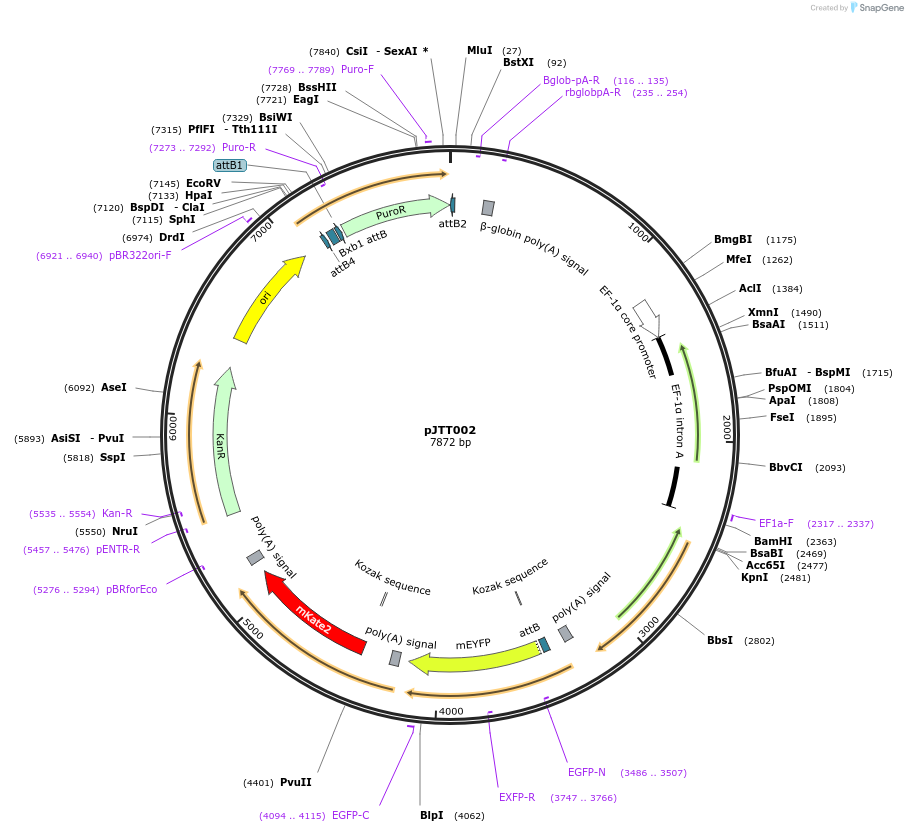 204493-plasmid-map-sequence-id-409576