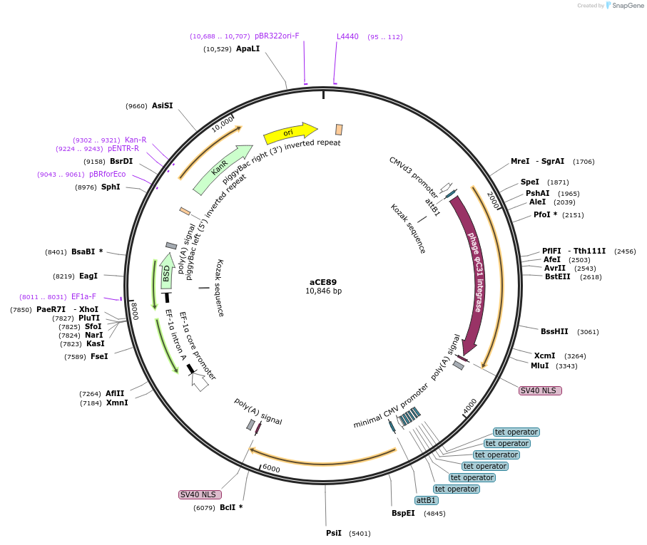 204494-plasmid-map-sequence-id-409577