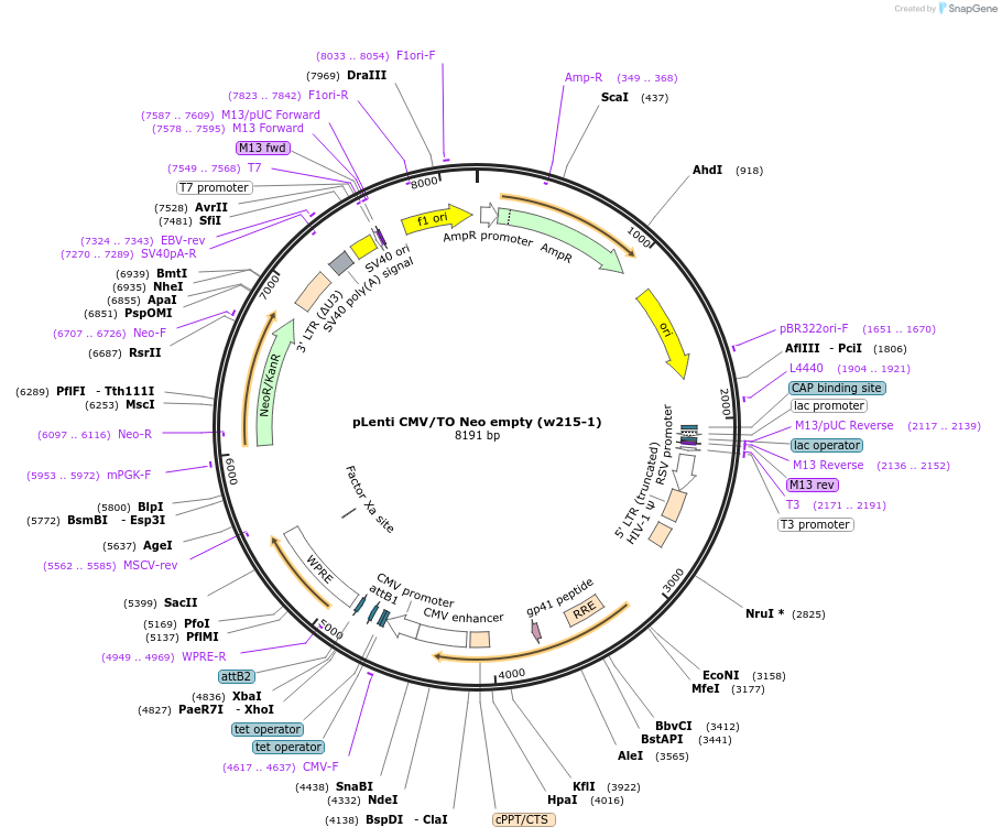 17485-plasmid-map-sequence-id-409579