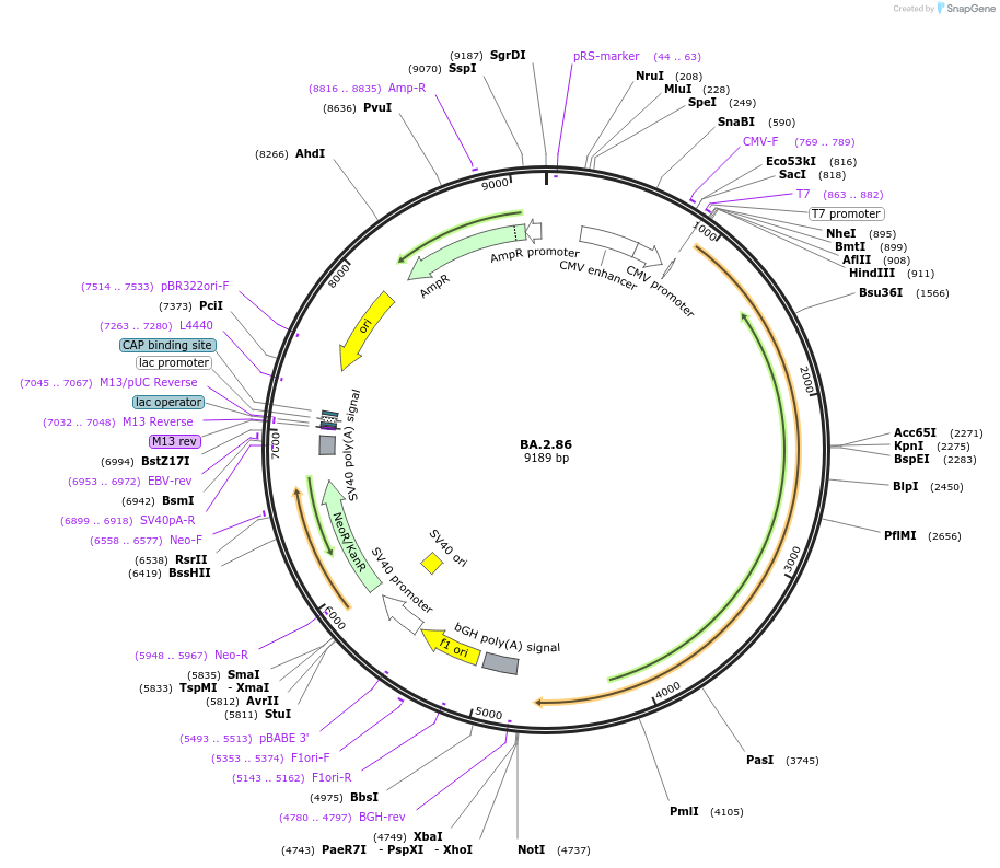 208583-plasmid-map-sequence-id-409580
