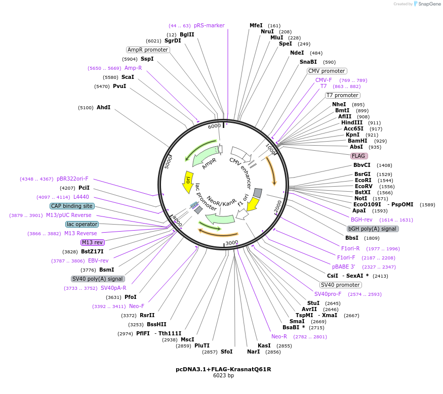 206843-plasmid-map-sequence-id-409582
