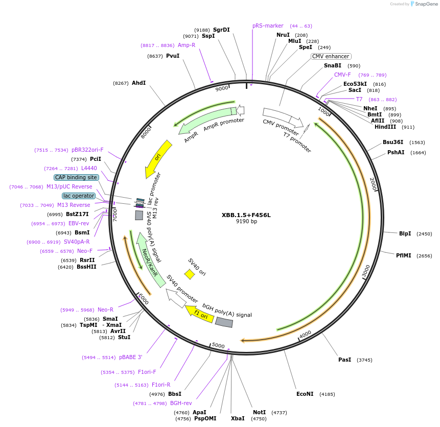 208585-plasmid-map-sequence-id-409584