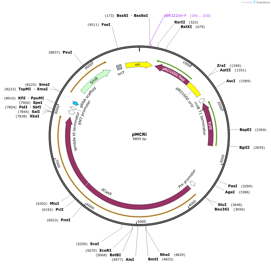 207524-plasmid-map-sequence-id-409593