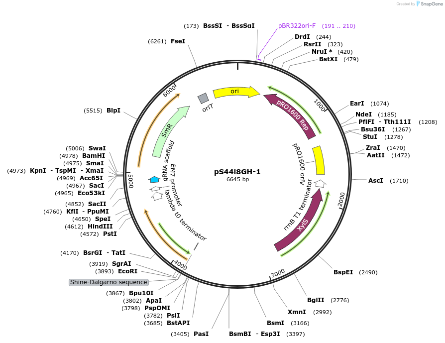 207525-plasmid-map-sequence-id-409596