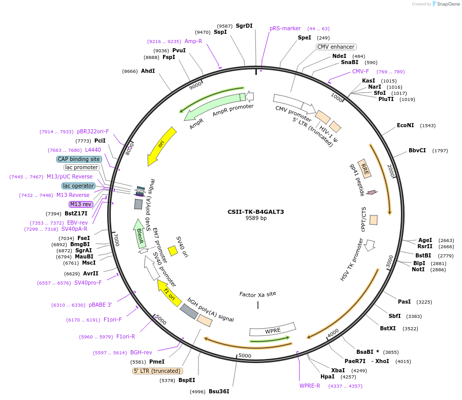 203598-plasmid-map-sequence-id-409600