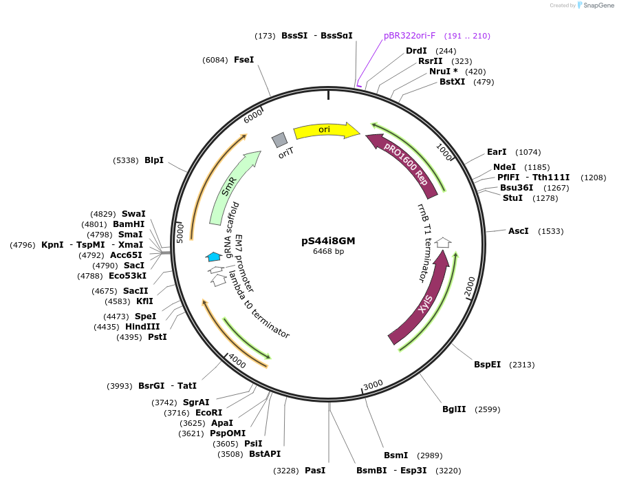 207527-plasmid-map-sequence-id-409603
